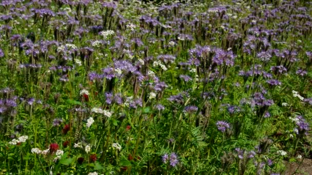 Phacelia. — Vídeo de Stock