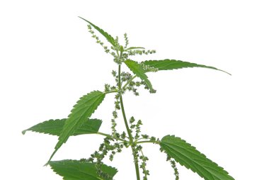 Yeşil ısırgan bitki