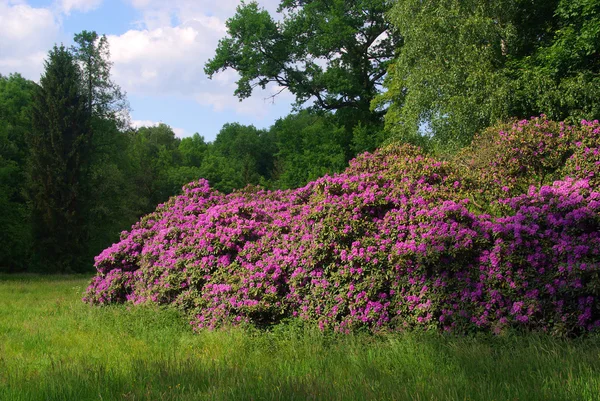 Hermosas flores de rododendro — Foto de Stock