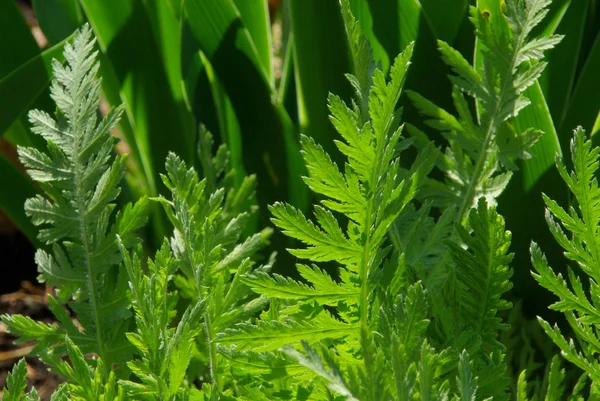 Leaf from Yarrow — Stock Photo, Image