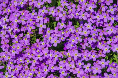 Aubrieta gracilis mor çiçekler