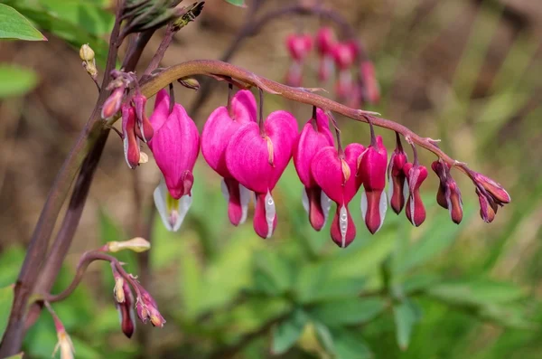 Kanayan kalp çiçekleri — Stok fotoğraf