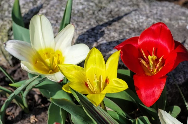 Wilde Tulpe tulipa kaufmanniana — Stockfoto