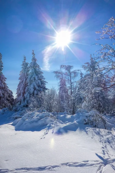 Wald im Winter und Sonne — Stockfoto