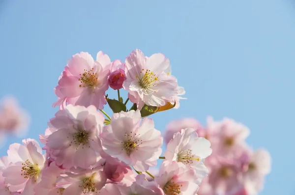 樱桃开花 — 图库照片