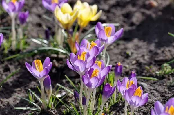 Kvetoucí květiny crocus — Stock fotografie