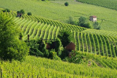 Yeşil Langhe üzüm bağları
