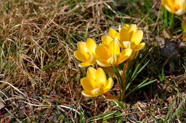 Gele krokus bloemen — Stockfoto