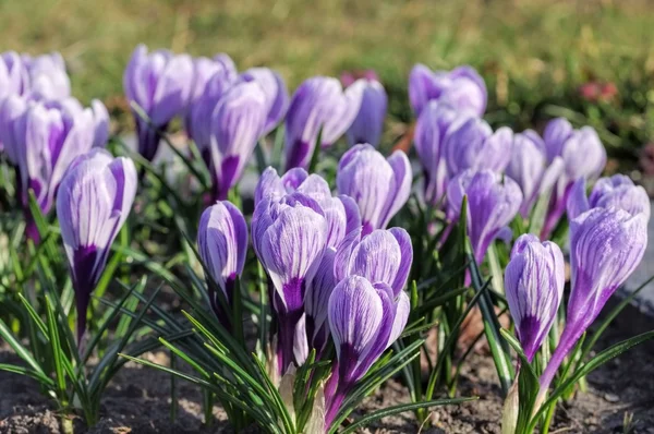 Crocus királya a csíkos — Stock Fotó