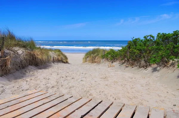 Langeoog dune and track 