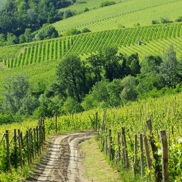 Groene wijngaarden van Langhe — Stockfoto