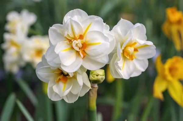 Daffodil sir Winston Churchill — Fotografia de Stock