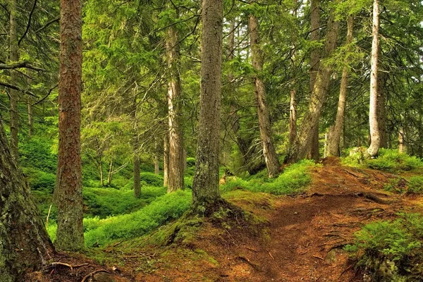 Piller-Sumpf im grünen Wald — Stockfoto