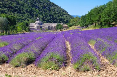 Lavanta alan dağlarda