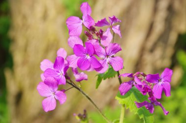 Yıllık dürüstlük portre