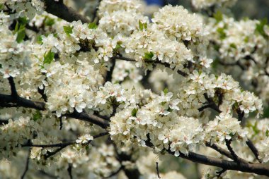 ağaç üzerinde kiraz çiçeği