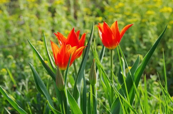 Red tulip in the field — Stock Photo, Image