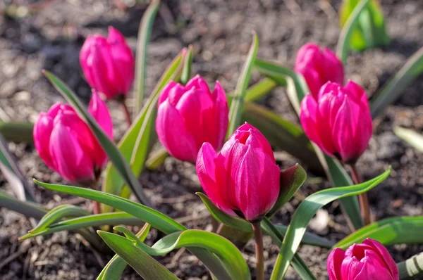 Divoký Tulipán Violacea černá základna — Stock fotografie