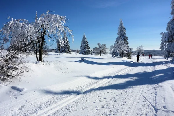 Foresta innevata in inverno — Foto Stock