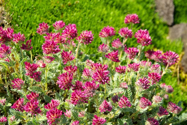 Anthyllis montana in the field — Stock Photo, Image