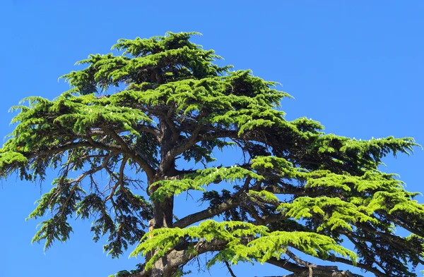 Closeup δέντρο κέδρων — Φωτογραφία Αρχείου