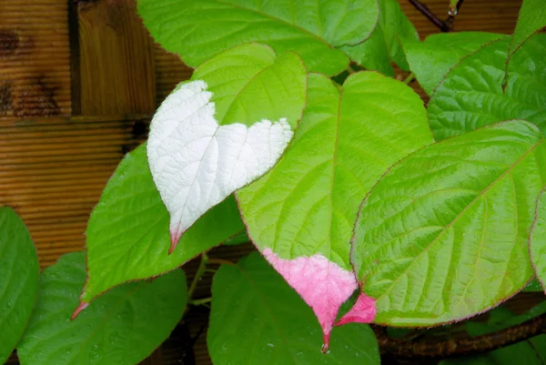 Actinidia kolomikta portre — Stok fotoğraf