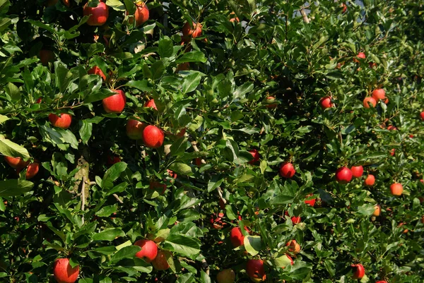 Rode appels op boom — Stockfoto