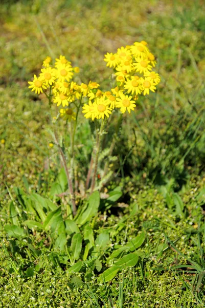 Ανατολική groundsel στο πεδίο — Φωτογραφία Αρχείου