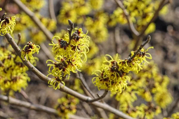 Hamamelis strom v zahradě — Stock fotografie