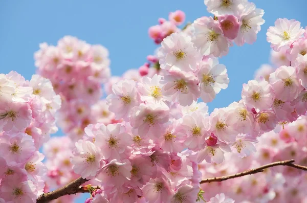 桜の木に — ストック写真