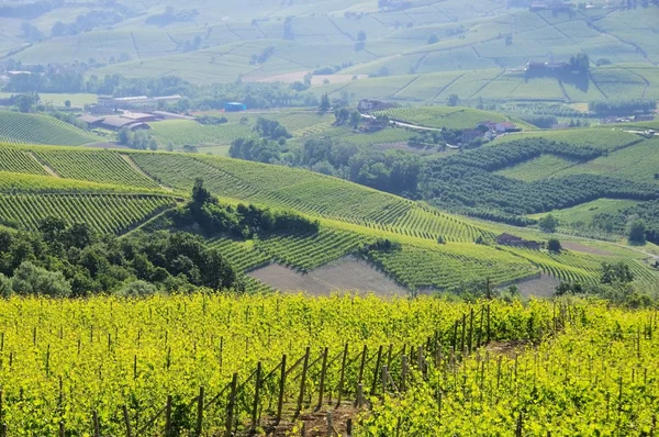 Langhe vineards and villages — Stock Photo, Image