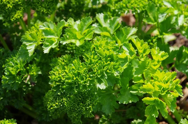 Parsley in garden closeup — Stock Photo, Image