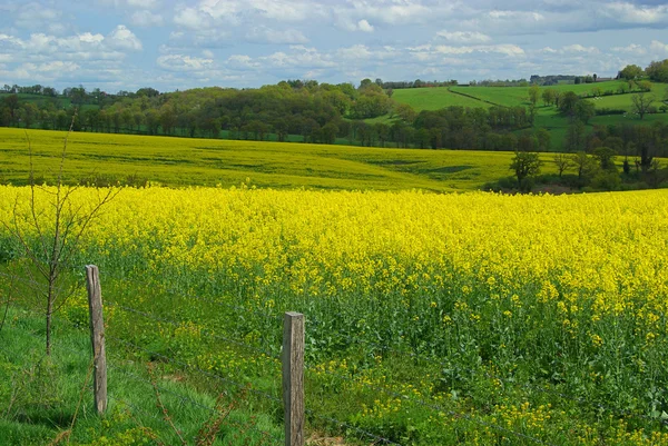 Ріпакове поле в горах — стокове фото