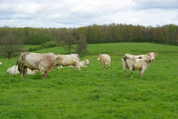 Krowy na polu — Zdjęcie stockowe