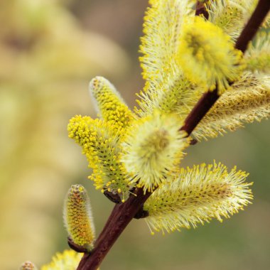 Kedicik bitki portre