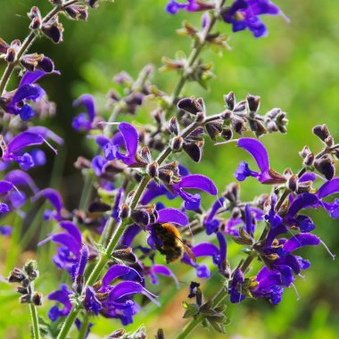 Çayır adaçayı portre