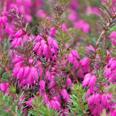 Erica çiçek portre