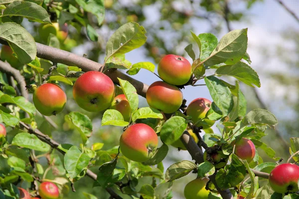 Apples on tree closeup — Stock Photo, Image