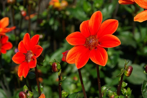 Dahlia flor closeup — Fotografia de Stock