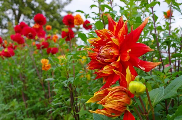 Dahlia na podzim Sunburst — Stock fotografie