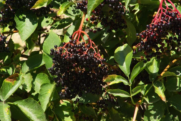 Ouderling plant close-up — Stockfoto