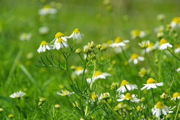 Kamillenblüten auf dem Feld — Stockfoto