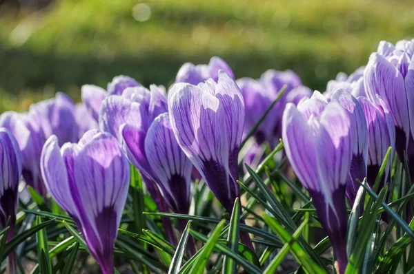 Krokus król paski — Zdjęcie stockowe