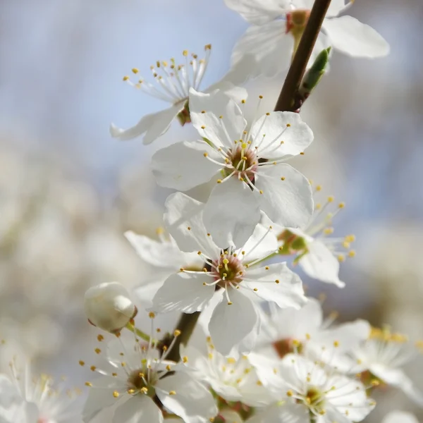 Plum blossom on branches — Stock Photo, Image