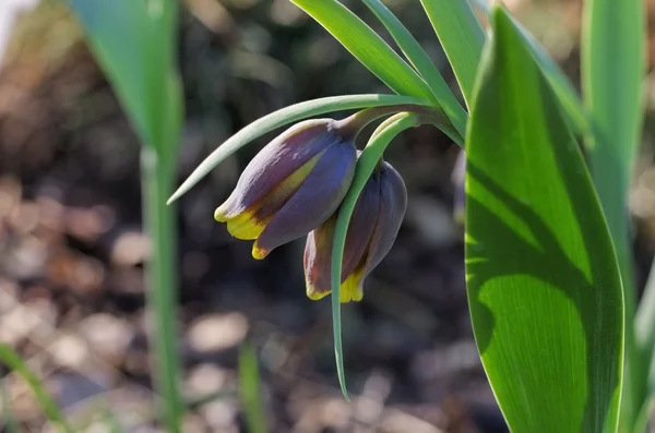 Échecs fleur gros plan — Photo