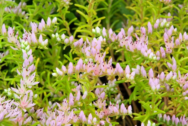Seastar flower closeup — Fotografie, imagine de stoc