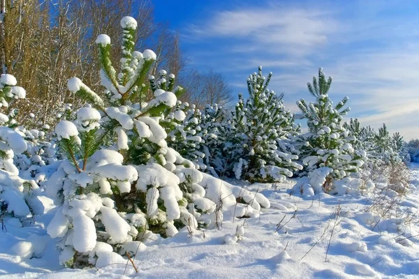 Floresta no inverno — Fotografia de Stock