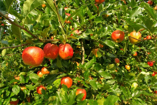 Apple on tree — Stock Photo, Image