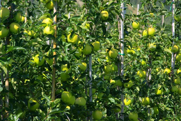 Apple on tree — Stock Photo, Image