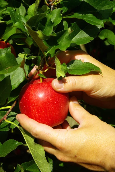 Apple harvest — Stock Photo, Image